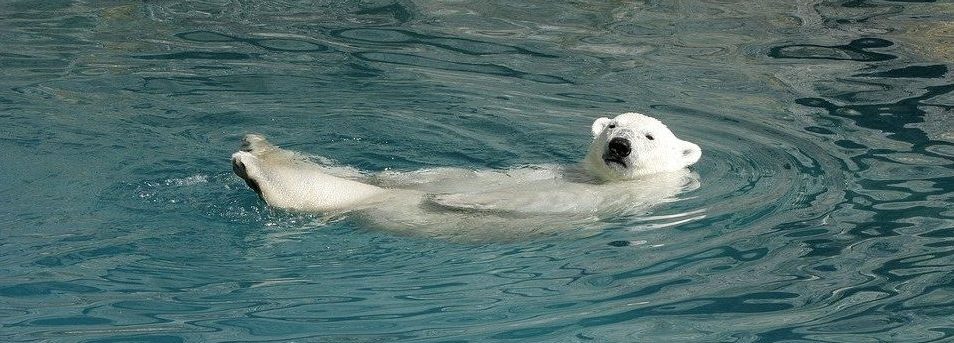 Символ Арктики: лекцию о белых медведях прочтут в Зоологическом музее. Фото: pixabay.com
