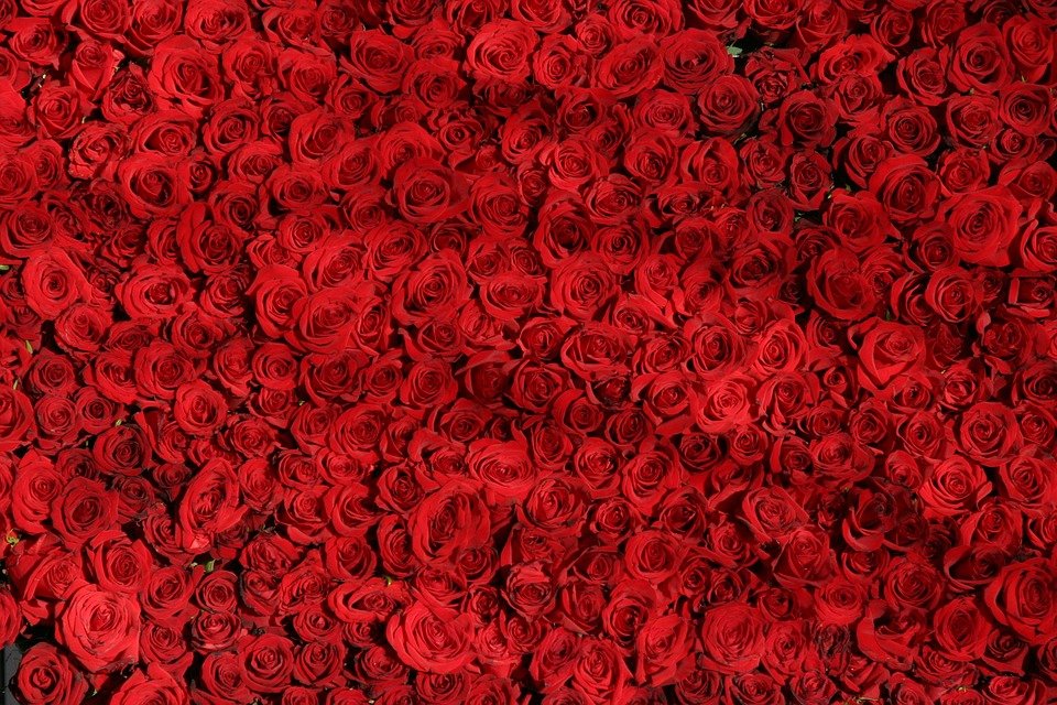 Роза как символ любви: для жителей столицы подготовили праздничный сюрприз на улице Арбат. Фото: pixabay.com