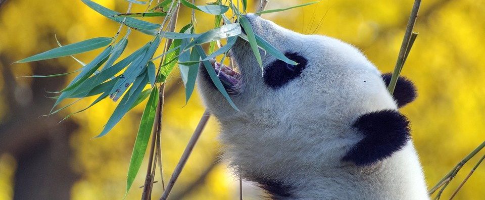 Две истории — два букета из бамбука: на сайте Russpass опубликовали новый ролик о пандах Московского зоопарка