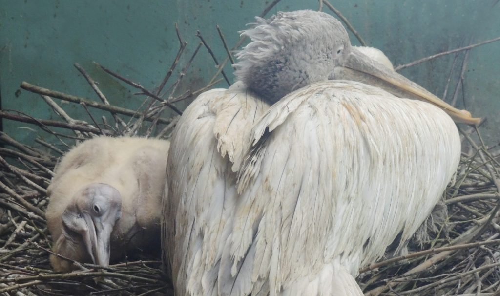 Первый в 2021-м: в Московском зоопарке появился на свет птенец кудрявого пеликана