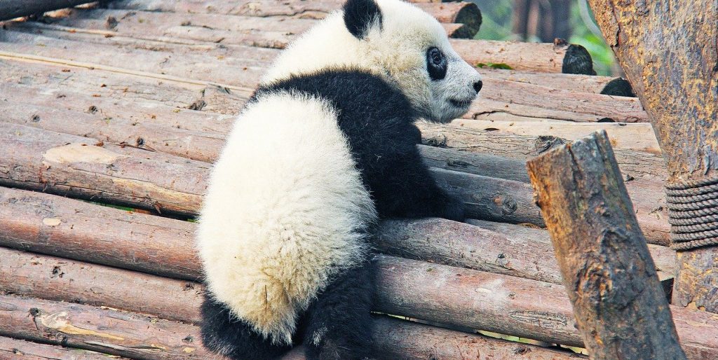 Робопанды и любимые игрушки подарили пандам Московского зоопарка в их праздник