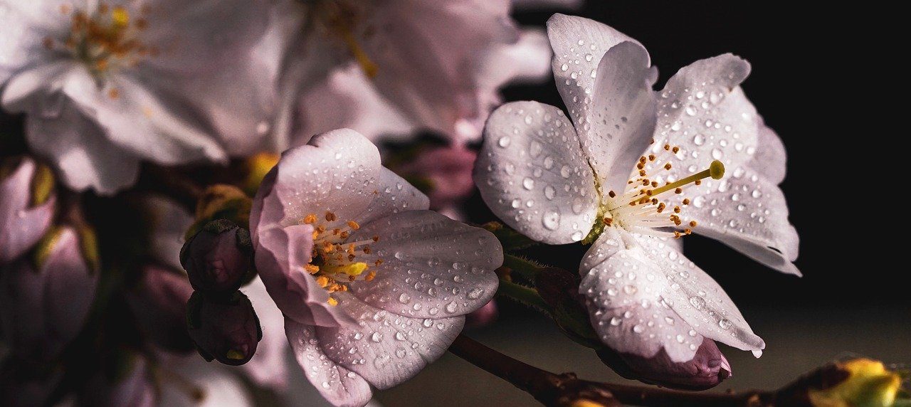 Цветение продолжается: «Репетицию весны» в Ботаническом саду Московского университета продлили. Фото: pixabay.com