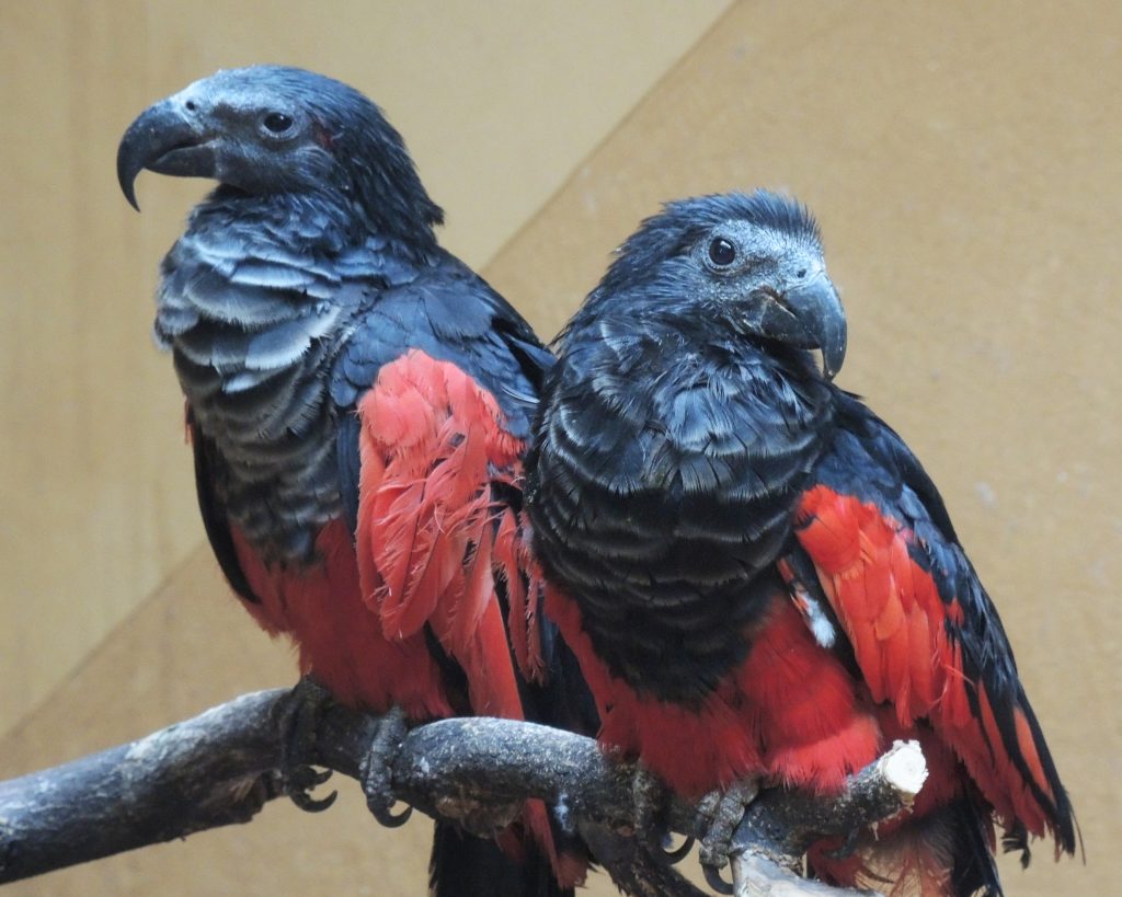 Редкие орлиные попугаи поселились в Московском зоопарке