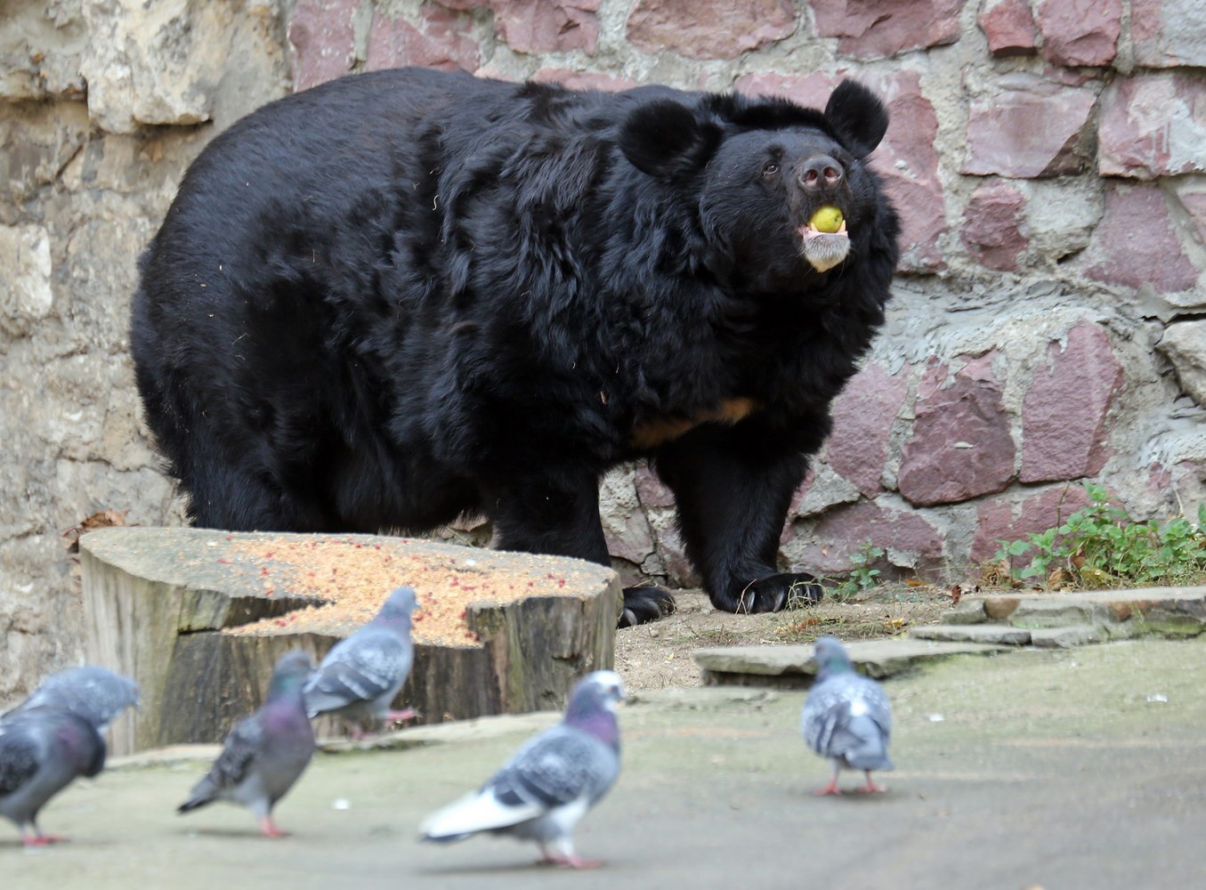 Подъем по расписанию: в Московском зоопарке медведи вышли из зимней спячки. Фото предоставили в пресс-службе Московского зоопарка