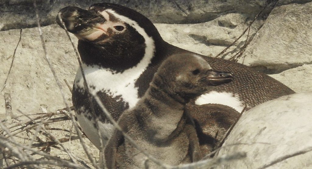 Новости из Московского зоопарка: пингвины помешали уборке вольера