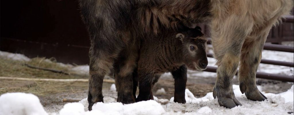Малыш сычуаньского такина появился на свет в Московском зоопарке