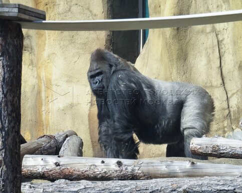 Фотофакт: Самец гориллы вышел в уличный вольер в Московском зоопарке