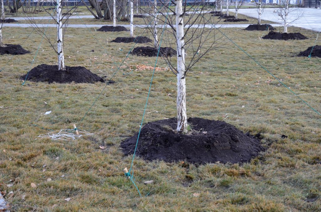 Деревья высадили в Замоскворечье
