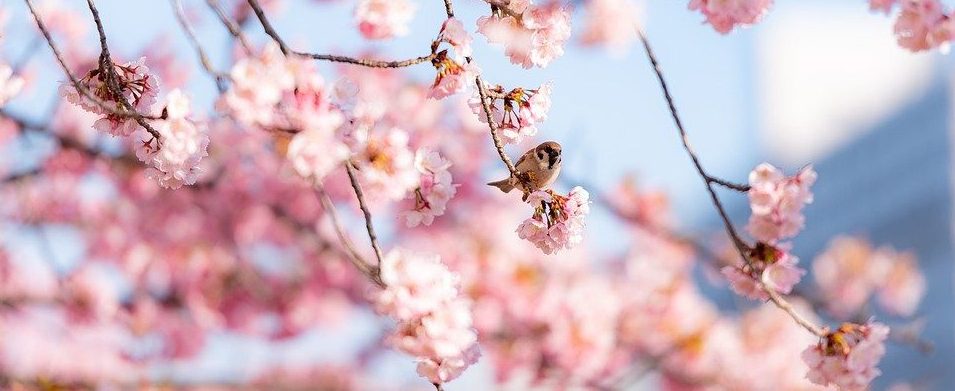 Феерично и ароматно: XX Весенний фестиваль цветов стартует в «Аптекарском огороде». Фото: pixabay.com