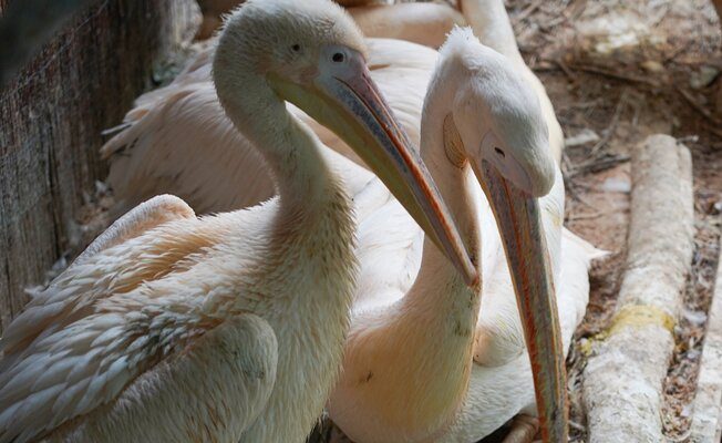 Уникальные жители: редкие кудрявые пеликаны родились с Московском зоопарке