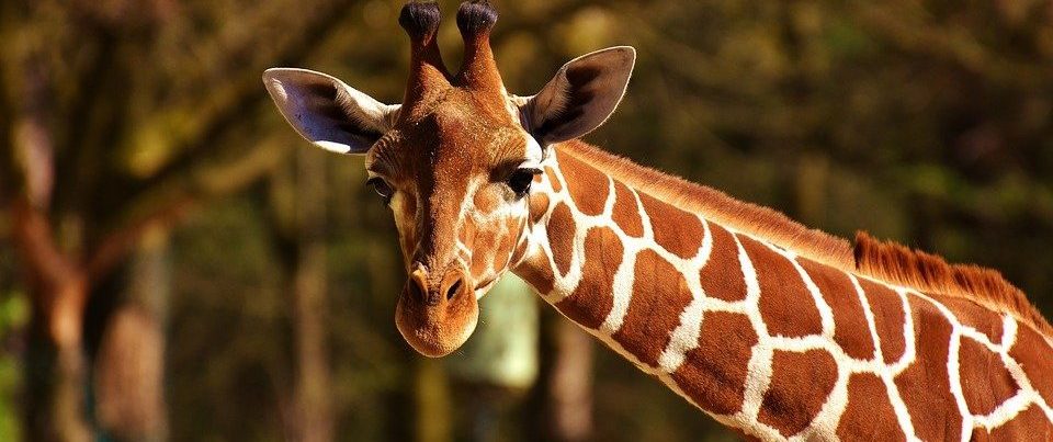Жираф Липа вышла погулять в Московском зоопарке