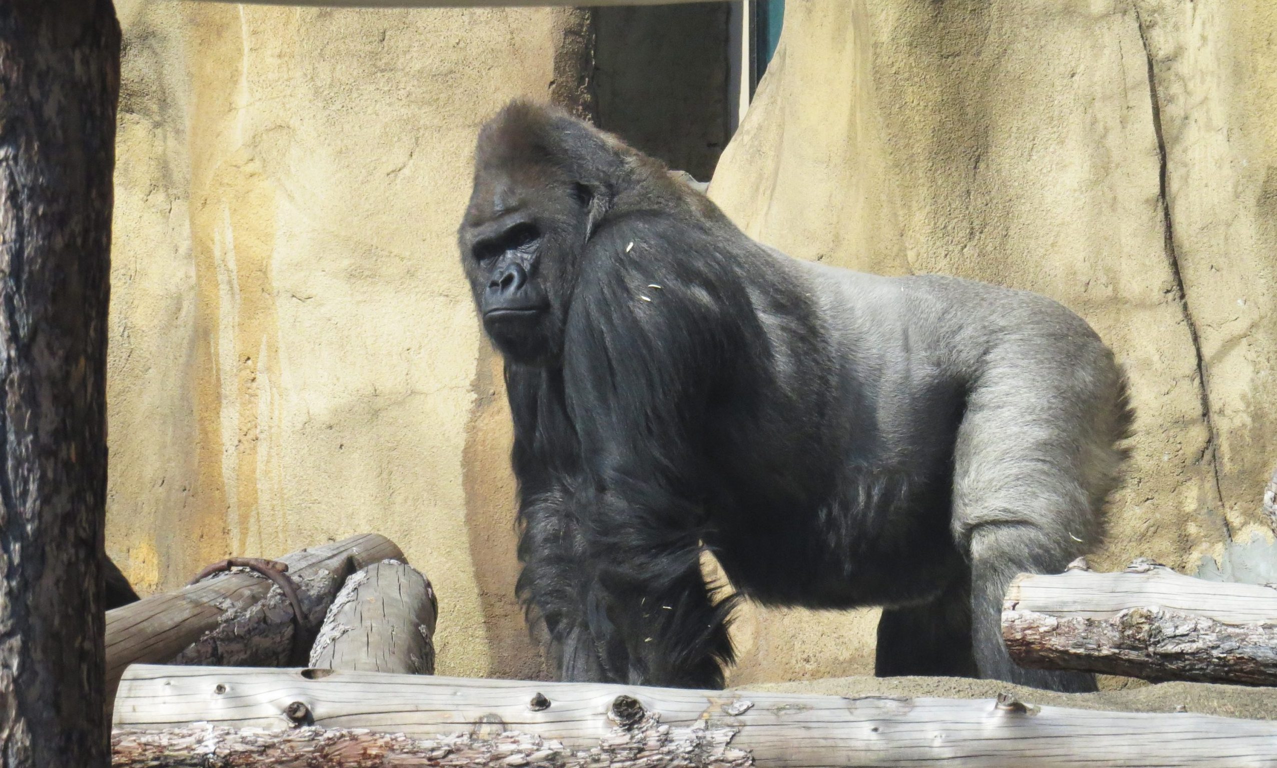 Визурий и остальные гориллы Московского зоопарка вышли в уличный вольер после зимы. Фото предоставили в пресс-службе Московского зоопарка