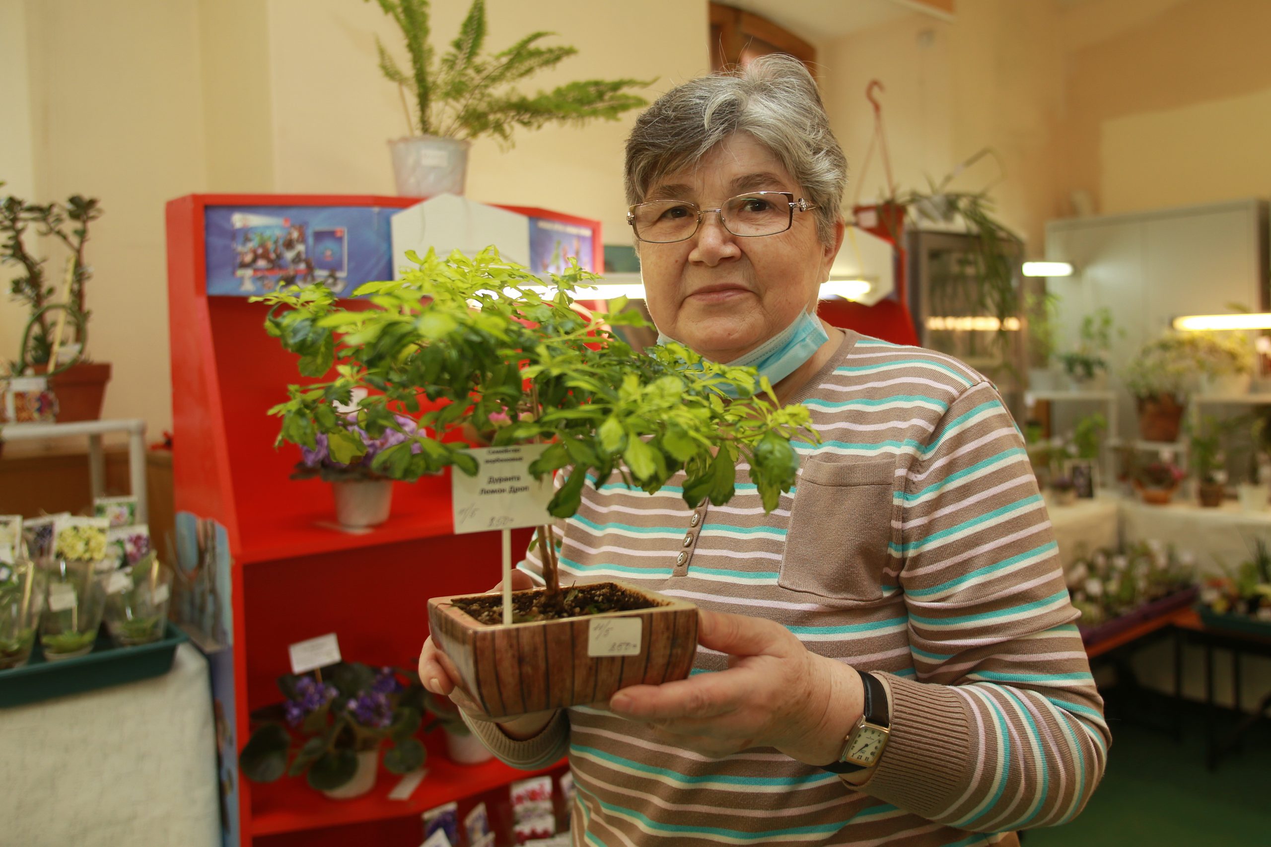 25 марта 2021 года. Участница клуба комнатных растений Татьяна Блинкина показывает растение дуранта, которым можно украсить балкон. Фото: Наталия Нечаева