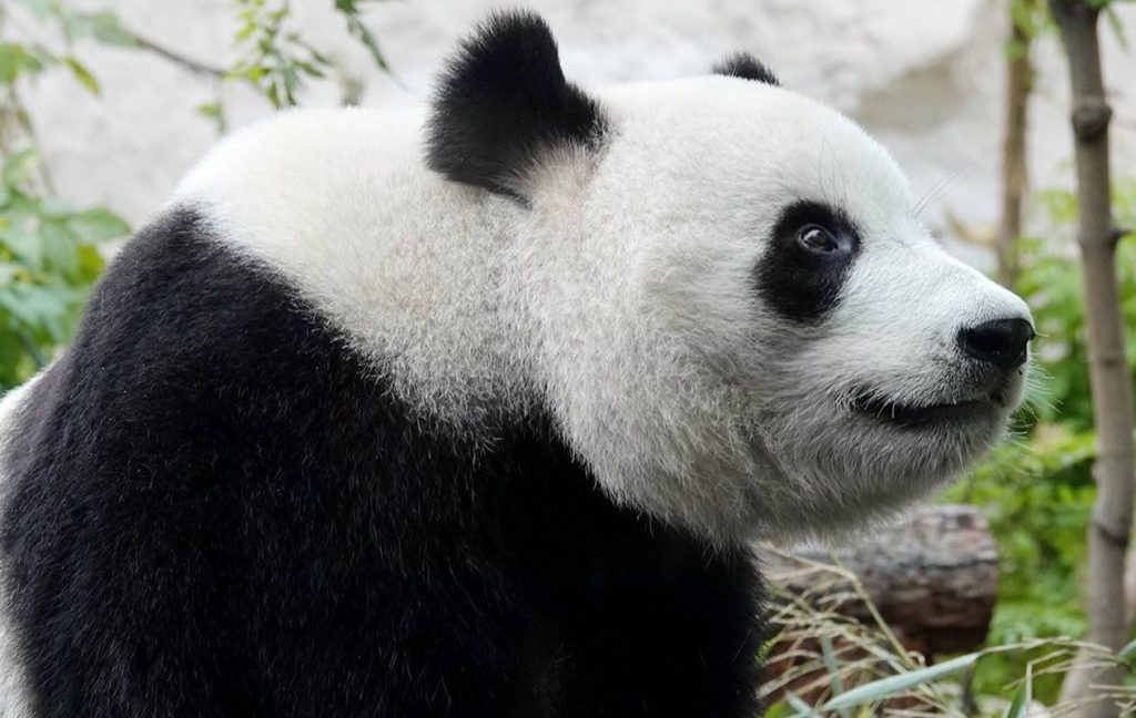 «Поели!»: панда Жуи съела бамбуковые части ракеты в Московском зоопарке