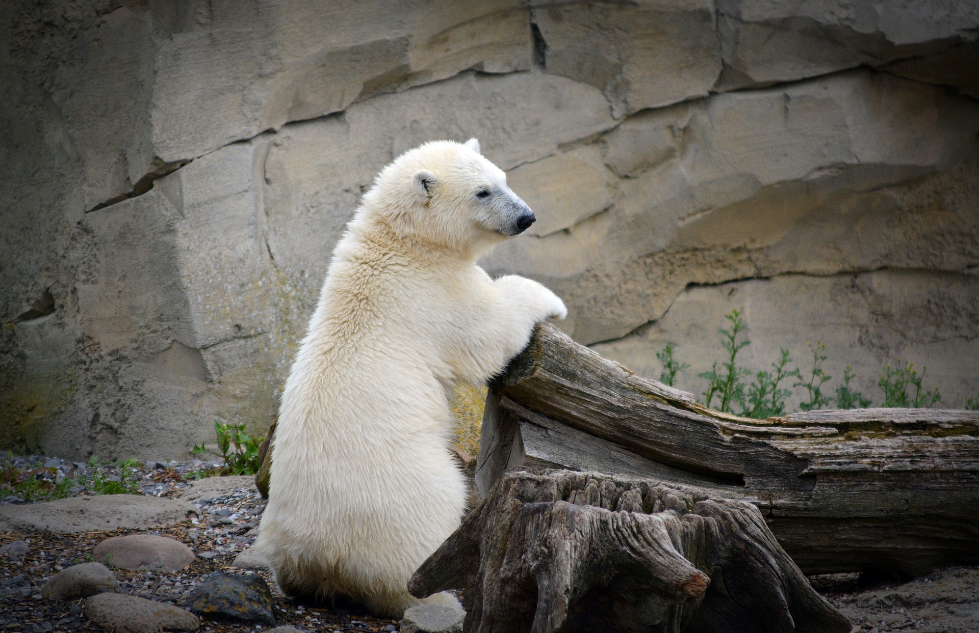 Как назвать: в Московском зоопарке выберут имя для белого медвежонка. Фото: pixabay.com