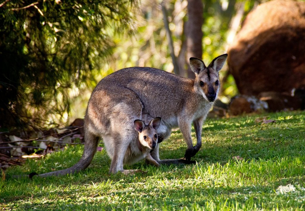 С новосельем: семья кенгуру Валлаби поселилась в Московском зоопарке. Фото: pixabay.com