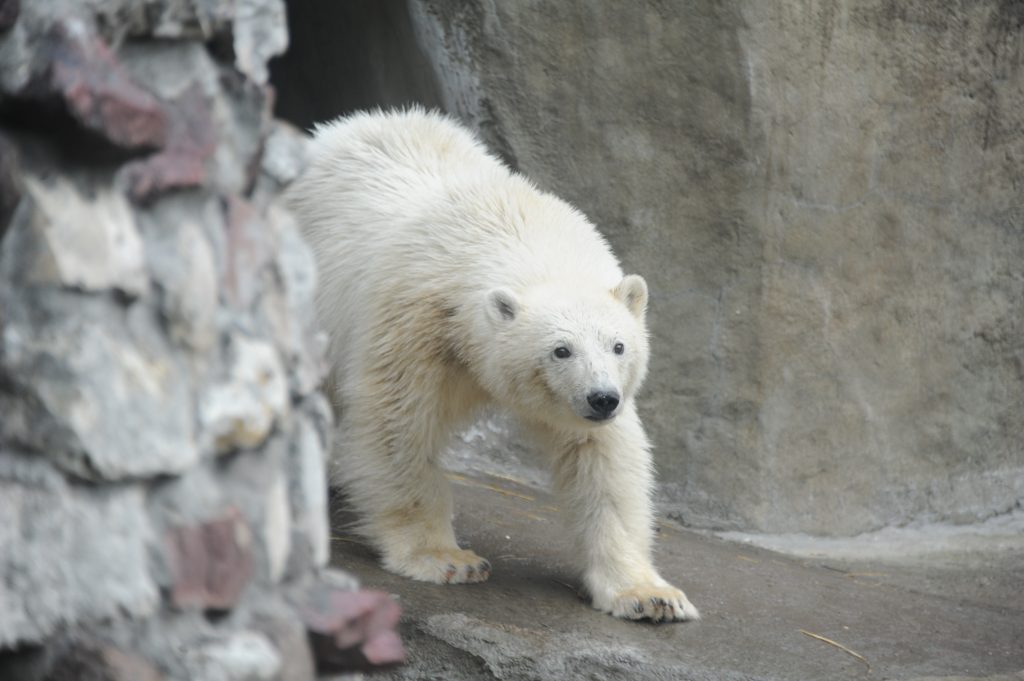 Белая медведица отметила новоселье в Московском зоопарке