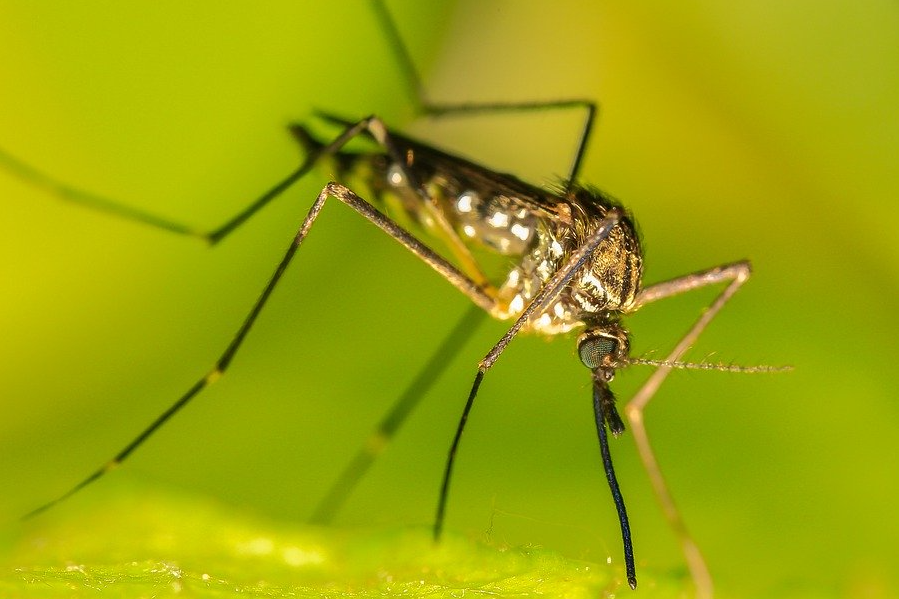 Москвичам рассказали о первых комарах в начале лета