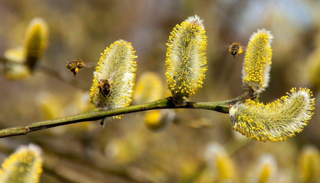 Период цветения: медицинский специалист дал несколько советов для борьбы с аллергией