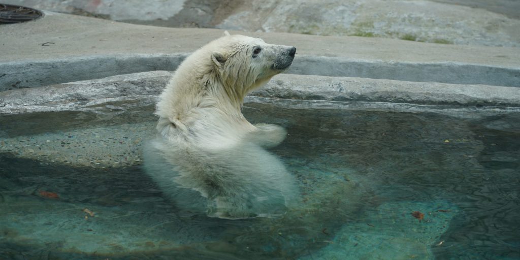 Имя белому медведю Московского зоопарка выберут на портале «Активный гражданин». Фото предоставили в пресс-службе зоопарка