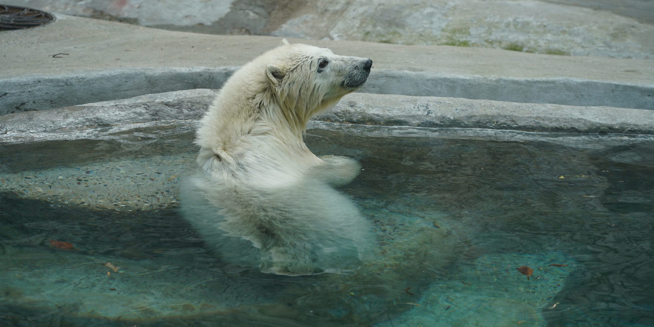 Имя белому медведю Московского зоопарка выберут на портале «Активный гражданин». Фото предоставили в пресс-службе зоопарка