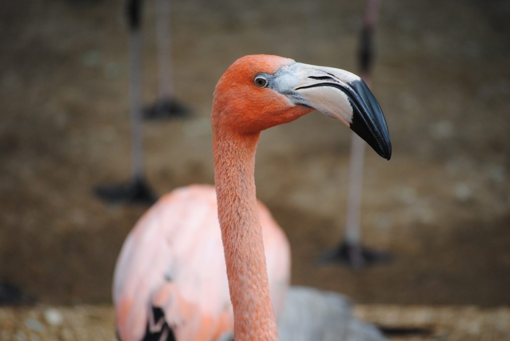 Собираем вещи: в Московском зоопарке фламинго переехали в летний вольер