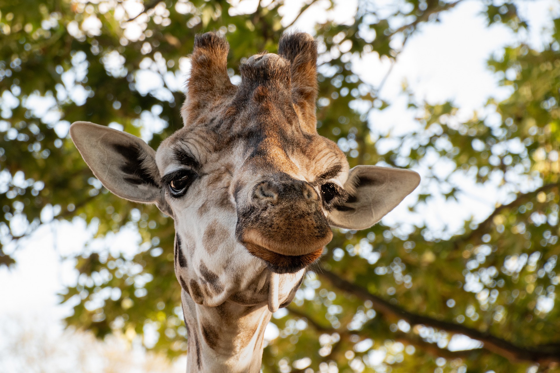 Прогулки на свежем воздухе: жирафа в Московском зоопарке перевели в открытый вольер. Фото: pixabay.com