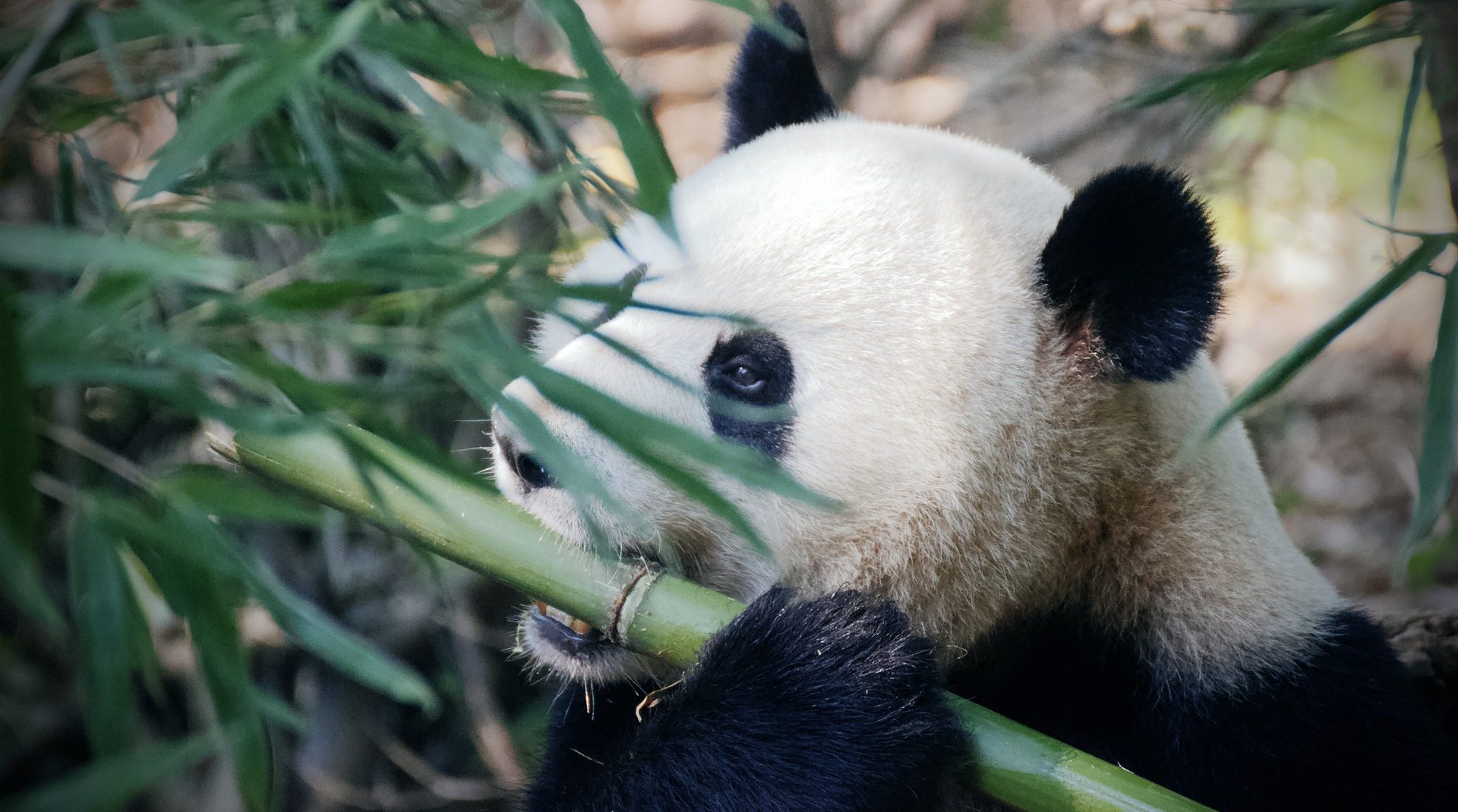 Бамбуковая диета: сотрудники Московского зоопарка рассказали о рационе панд. Фото: pixabay.com
