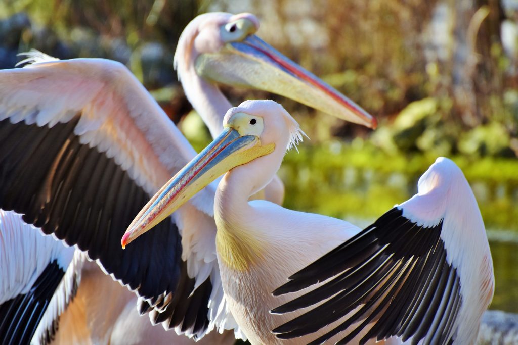 Вернулись на болото: пеликанов Московского зоопарка перевели в летний вольер