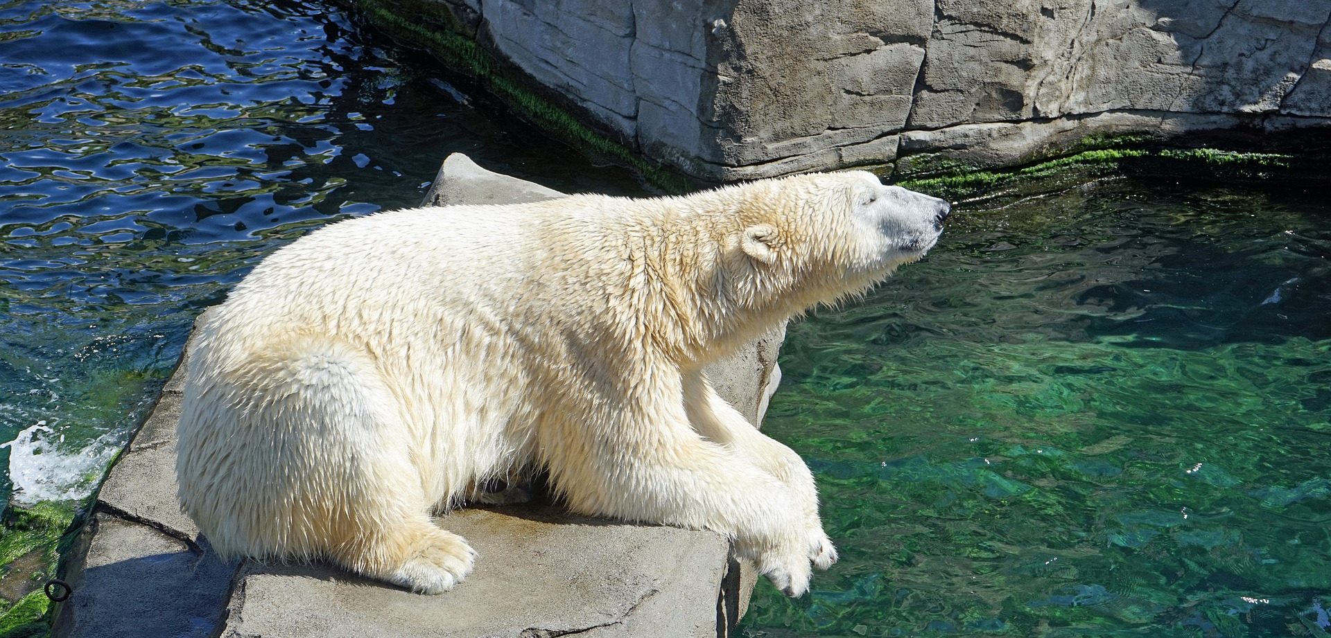 Ради или Хатанга: голосование по выбору имени для белого медведя запустили в Московском зоопарке. Фото: pixabay.com