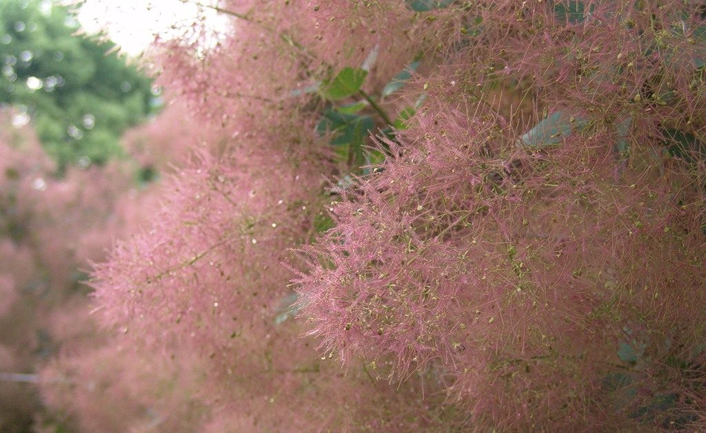 Розовое Дымное дерево расцвело в «Аптекарском огороде». Фото предоставили в пресс-службе сада