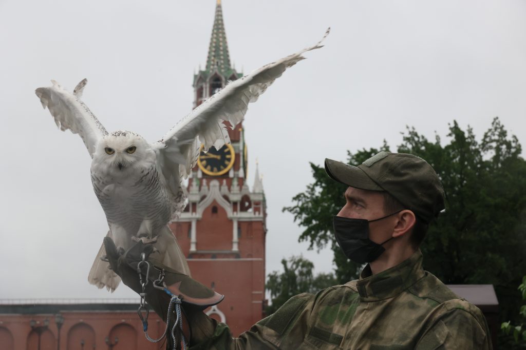 Сова и филин охраняют памятники архитектуры на Красной площади. Фото: Сергей Шахиджанян, «Вечерняя Москва»
