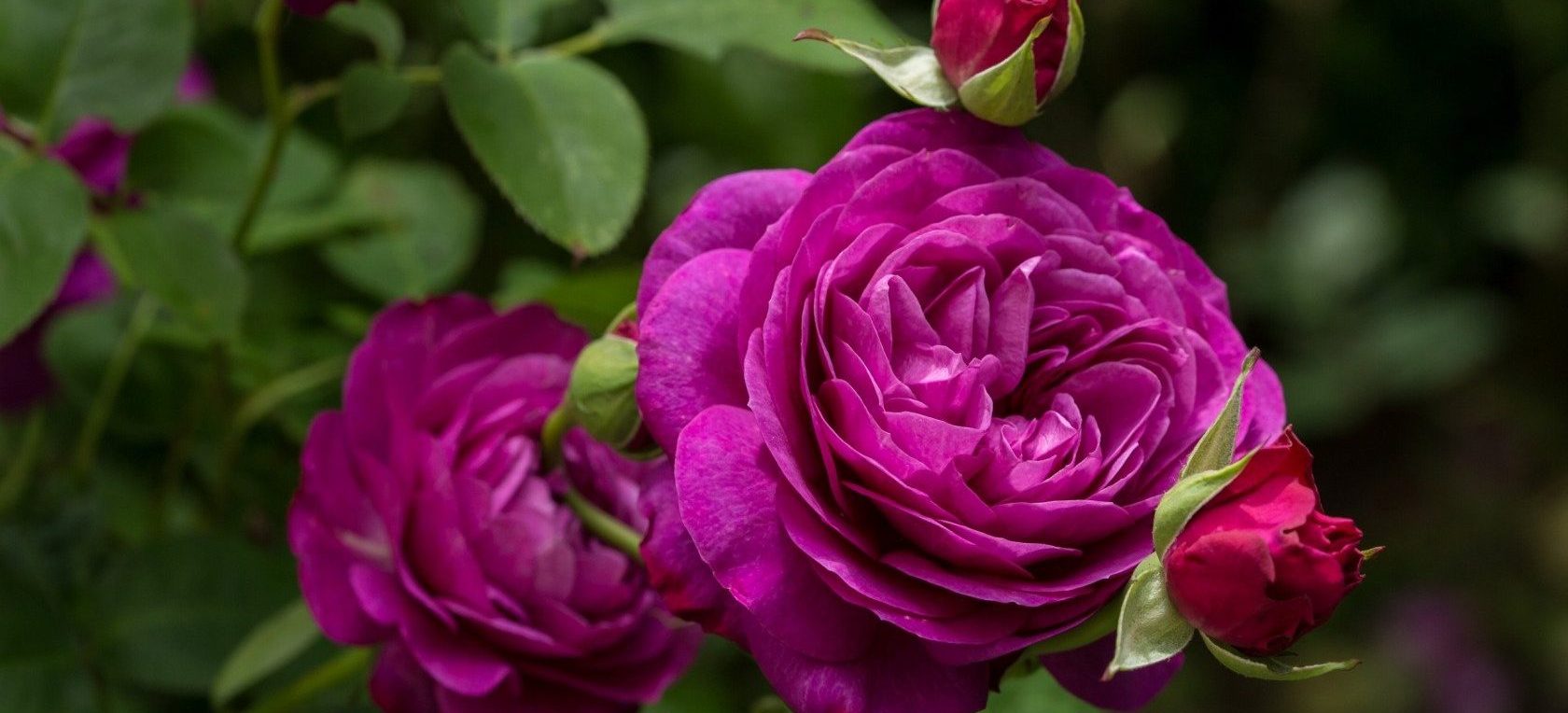 Декоративные кустарники и садовые многолетники: розы представят на выставке в «Аптекарском огороде». Фото предоставили в пресс-службе сада