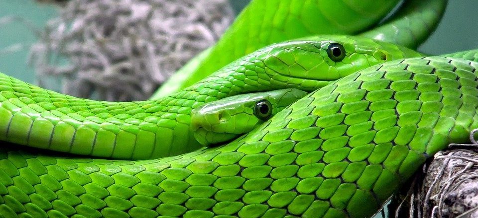 Ящерицы и змеи: юные москвичи смогли потрогать пресмыкающихся в Биомузее