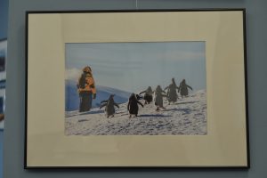 Пингвины: Фото: Анна Малакмадзе, «Вечерняя Москва»