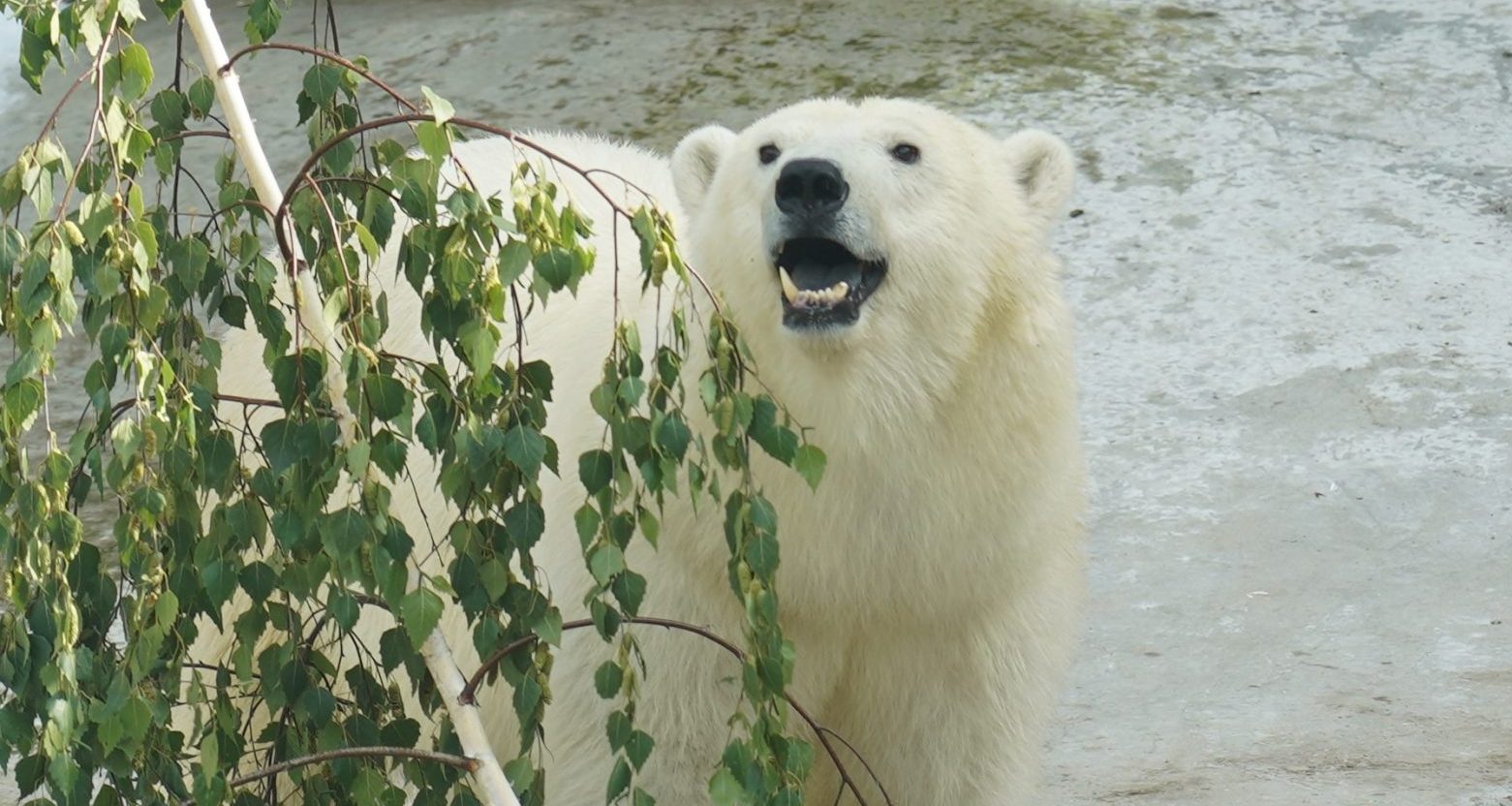 Имя для белой медведицы Московского зоопарка выберут на «Активном Гражданине». Фото предоставили в пресс-службе зоопарка