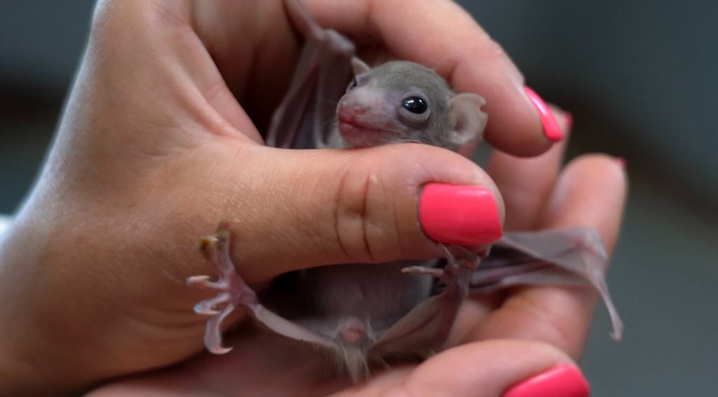 Пополнение в семействе: детеныши летучих мышей родились в Московском зоопарке