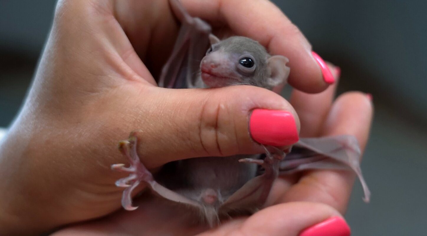 Пополнение в семействе: детеныши летучих мышей родились в Московском зоопарке. Фото: сайт мэра Москвы