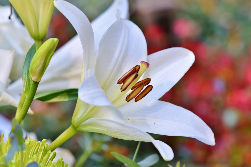 Выставку лилий позднего срока цветения откроют в Биомузее. Фото: pixabay.com