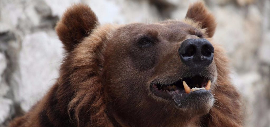 Медведям Московского зоопарка приготовили ледяные угощения из-за жары. Фото: сайт мэра Москвы
