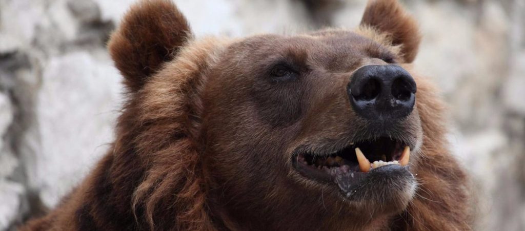 Спасение Грома: бурого медведя из Донбасса перевезли в Московский зоопарк