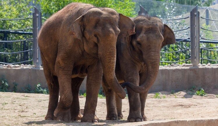 Слоновник снова открылся в Московском зоопарке