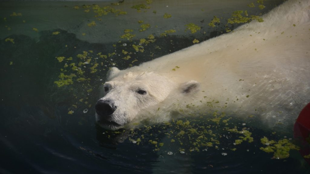 Белой медведице из Якутска дали имя в Московском зоопарке