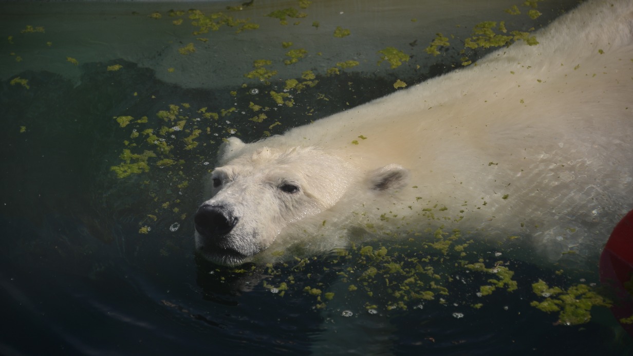 Белой медведице из Якутска дали имя в Московском зоопарке. Фото: Анна Малакмадзе, «Вечерняя Москва»