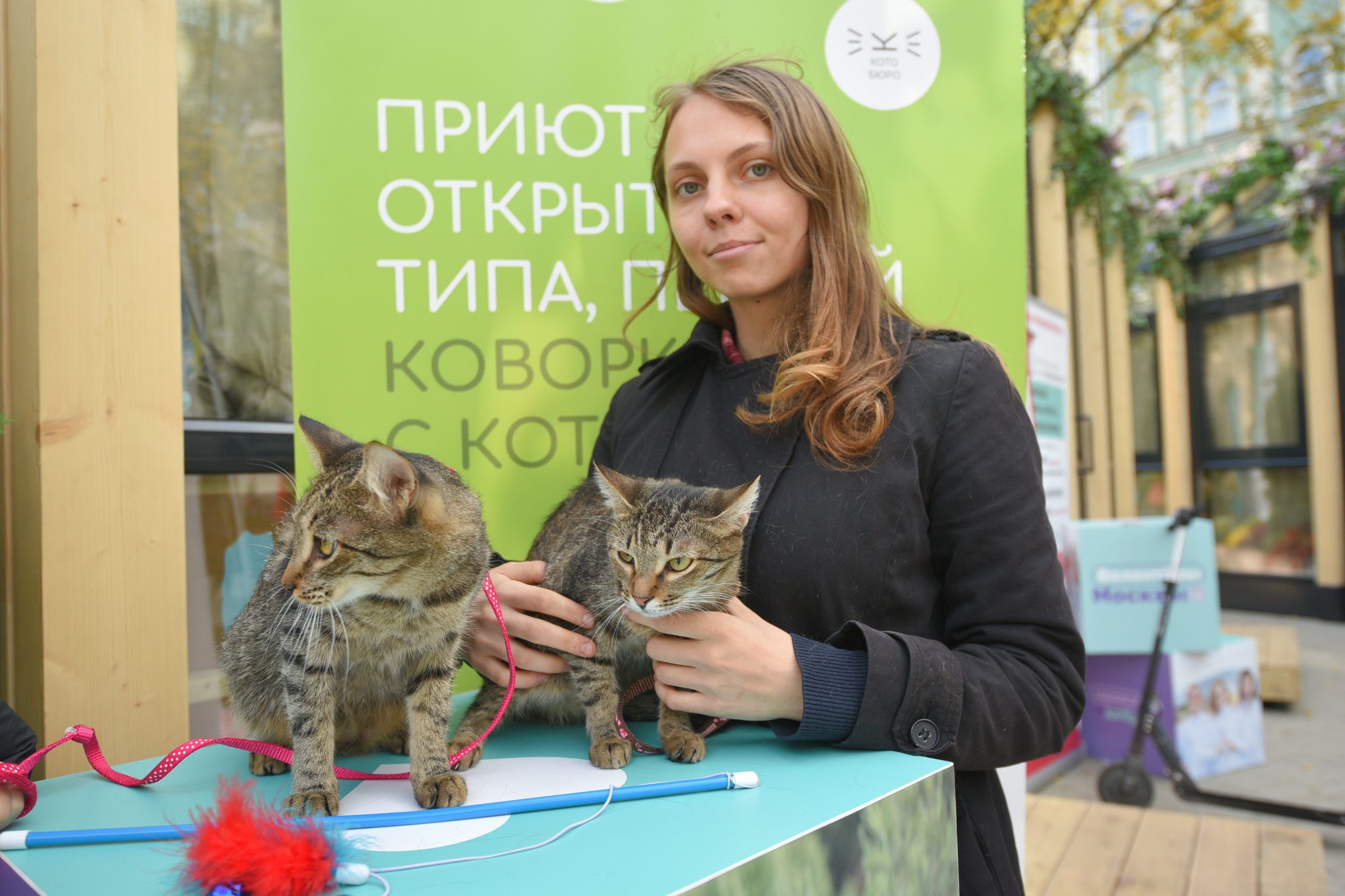 Хозяева москва. Новости про кошек.