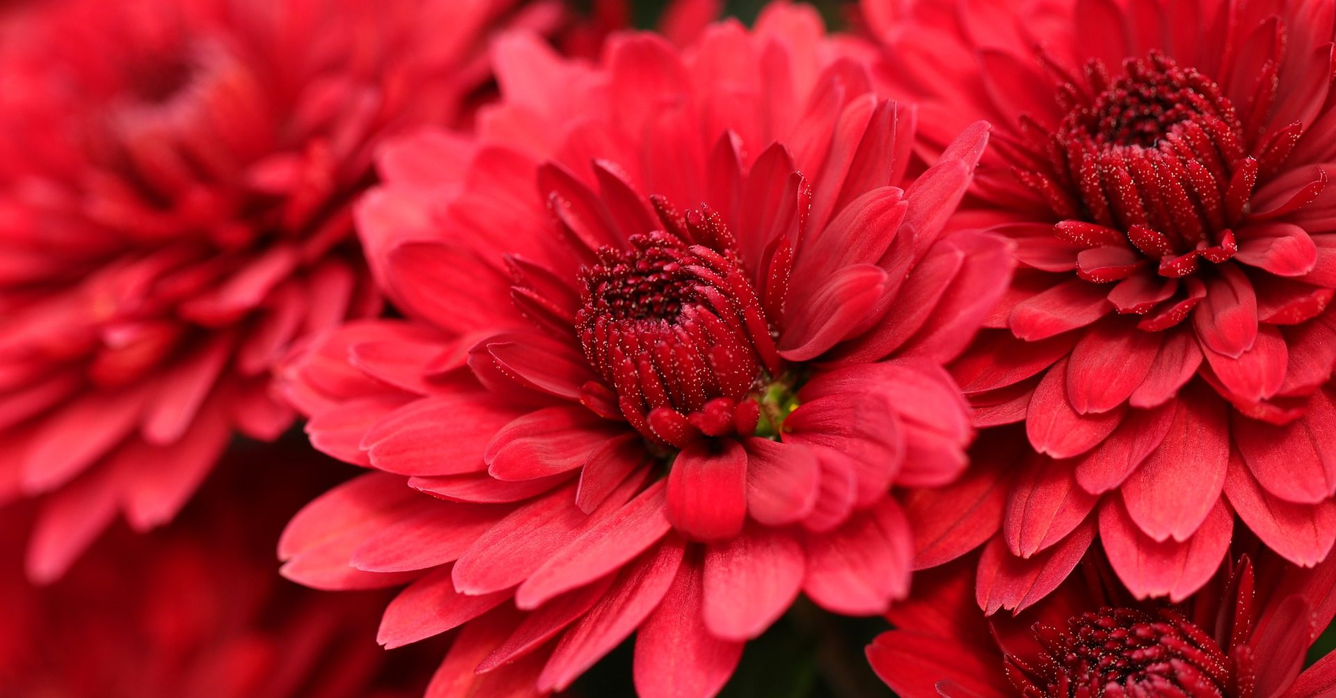 Выставку осенних цветов откроют в Биомузее. Фото: pixabay