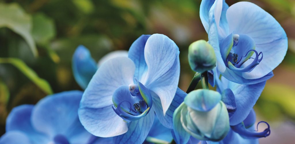 От Ванды до Орхидеи: цветочную выставку откроют в Биомузее