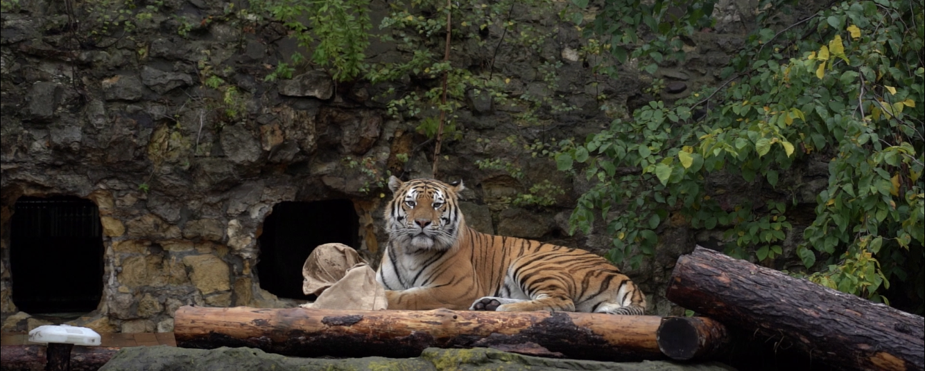 Приятно познакомиться, Степан: в Московском зоопарке поселился тигр. Фото предоставили в пресс-службе зоопарка