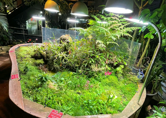 Насекомоядное растение расцвело в тропиках «Аптекарского огорода». Фото от пресс-службы «Аптекарского огорода».