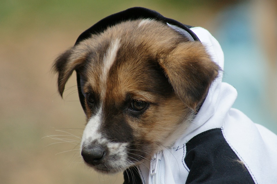 Человек собаке друг: онлайн-конференцию о правильном обращении с животными организует Музей Москвы. Фото: pixabay.com